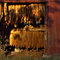 Final rays of setting sun gain entry to Tobacco curing barn