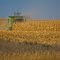 Corn nearly as tall as the harvester!