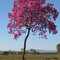 Ipê roxo