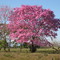 IPÊ ROCHO