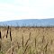 Mileto