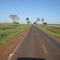 Rodovia BR 163 na região agrícola de Rio Brilhante, à direita e à esquerda as plantações de milho e o ipê rôxo florido - Mato Grosso do Sul MS - Brazil