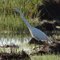 Garça-branca-grande (Casmerodius albus, sin. Ardea alba) - BR 163MS