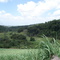 SITIO ONDE NASCI-PRIMAVERA RIO FORMOSO- PE