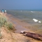 Lake Michigan beach at Kohler Andrae St. Park