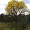 Ipê amarelo