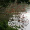 Flores de Eritrina e Lago Ufscar