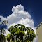 Groves to the Sky.