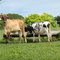 O gado na coucheira de sal na Fazenda Ceita Corê em Bonito - Mato Grosso do Sul - Brasil