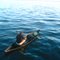 Canoa de pesca