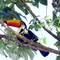 Bird (Toco) - Mexiana Island, Amazon Delta