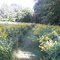 Beautiful Mosquito Hill