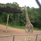 Girrafa Zoo Curitiba