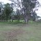 Bosque eucaliptos