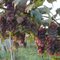 Uvas em Tabaporã/MT