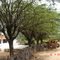 Fazenda Fl