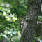Woodpecker - Northern Flicker (male)