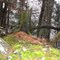 Moss