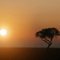 Sica Paradise (Por do Sol)