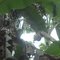 Panorama Bananenplantage