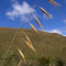 _Tristachya leiostachya_ (Poaceae, Panicoideae), Serra da Calçada, Brumadinho, MG, Brasil
