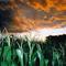 fire in the corn