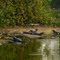 Pantanal - MT