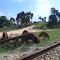 Aço X Natureza - Pátio da estação Engenheiro Acrísio - Mairinque - SP - BRASIL