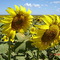 Girasol