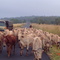 Boiada nas Rodovias de Goiás