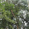 Tucano (Ramphastos dicolorus) na Granja Viana (Dez/08)