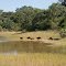 Fazenda Rio Negro - grupo de capivaras