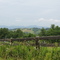 Meadow