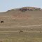 Bison and Antelope