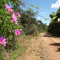 CAMINHO DA FÉ RUMO AO PICO DO GAVIÃO