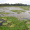 Large Waterlilys (Victoria Regiia) at lake Porto Jofre, Brasilien, Mato Grosso, Pantanal