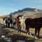 Horses west of Cody  Reservoir in February