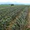 Plantação de Abacaxi da Fazenda do Donato - Iporã-PR