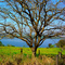The Lonely Tree