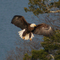 Eagle On the Bluff