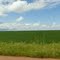 Campo de Soja