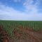 Cadastro de Compromisso Socioambiental - Fazenda São Pedro dos Parecis - Cadastrada desde 2010