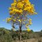 Ipê Amarelo: a árvore símbolo de Unaí