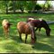 Poneys.