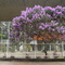 quaresmeira em flor, bairro Perdizes