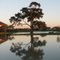 The Great Tree