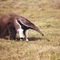 Tamandua Bandeira