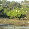 Garças no Lagoão
