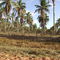 Fazenda de coqueiros. Caminho para a Lagoa do Carcará. RN - Brasil