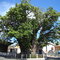 Baobá de Nísia Floresta - RN